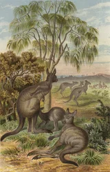 Giant Kangaroo